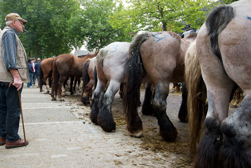 toezicht op de paardenmarkt | Fryslan1